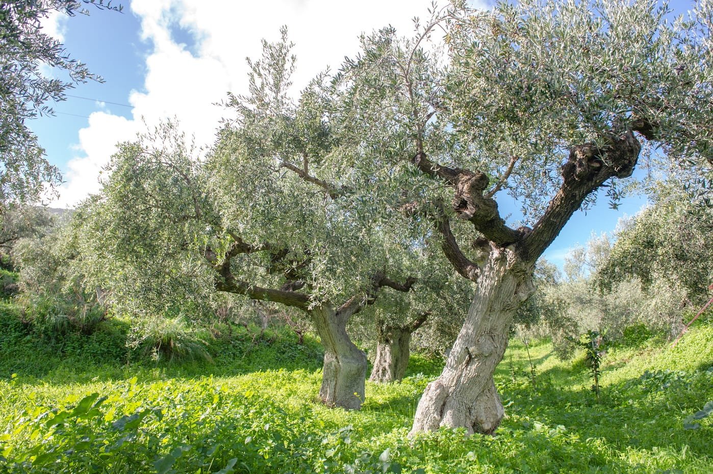 Alyvuogių aliejus ir alyvuogės Alyvuogių aliejus ir alyvuogės