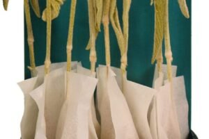 e LIGHT BLUE MOLY DEFENCE