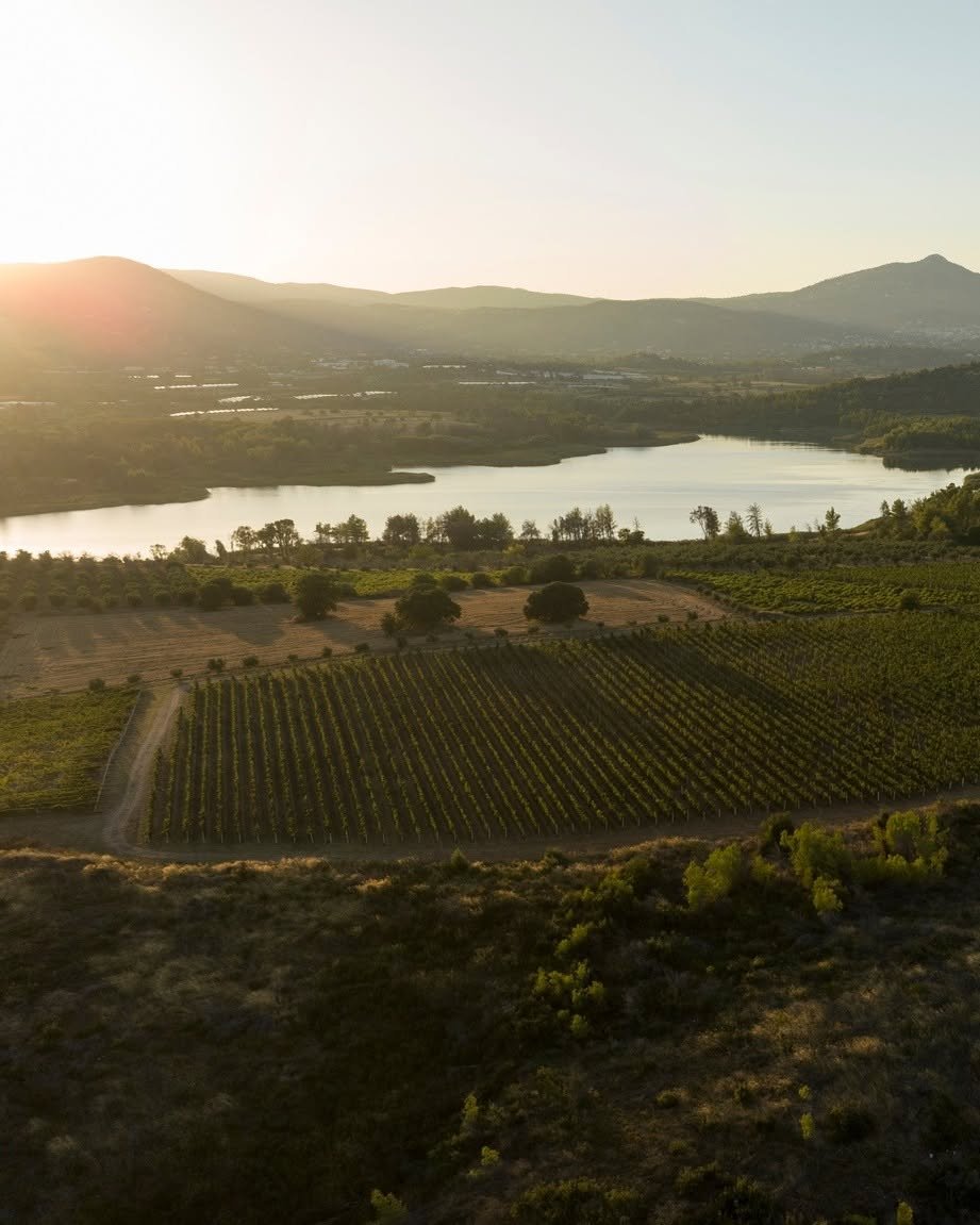 Domaine Costa Lazaridi vynuogynai Dramos regione